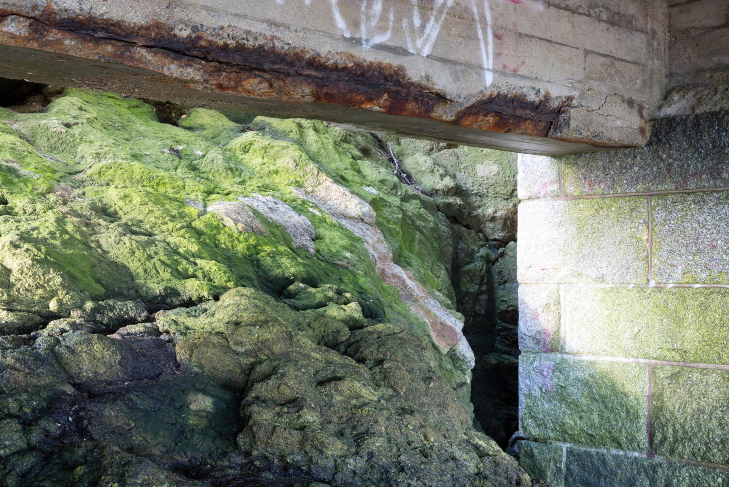 Mit Grünalgen bewachsene Felsen und verrostete Stahlbetonpfeiler im Gezeitenbereich.